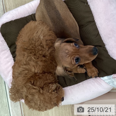 ミニチュア・ダックスフンドの写真