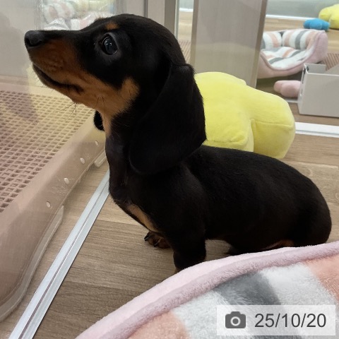 ミニチュア・ダックスフンドの写真