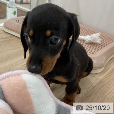 ミニチュア・ダックスフンドの写真
