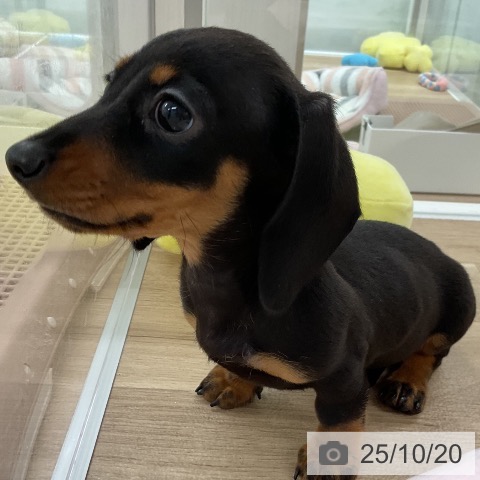 ミニチュア・ダックスフンドの写真