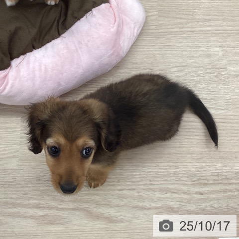 ミニチュア・ダックスフンドの写真