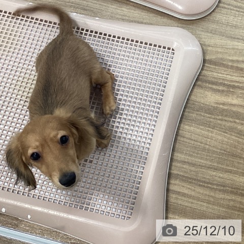 茨城県のミニチュアダックスフンド(ロング) (ペッツワン 阿見店/2025年8月15日生まれ/女の子/レッド)の子犬の4枚目の画像