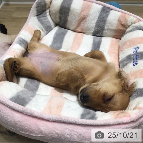 ミニチュア・ダックスフンドの写真