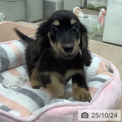 ミニチュア・ダックスフンドの写真