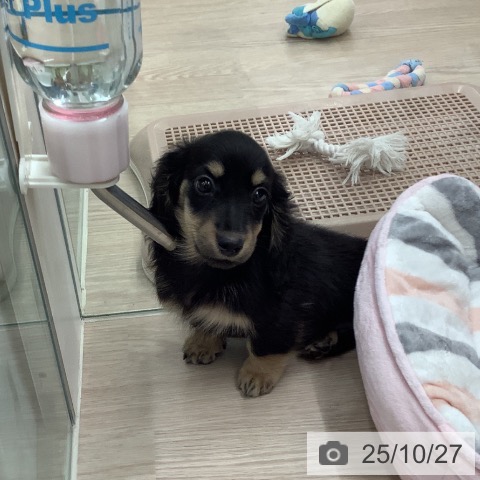 ミニチュア・ダックスフンドの写真