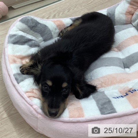 ミニチュア・ダックスフンドの写真