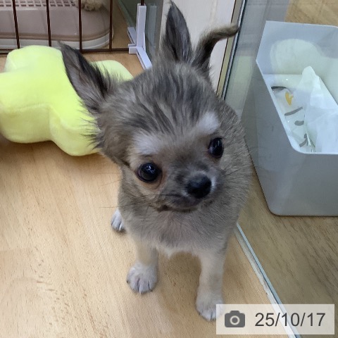 チワワの写真