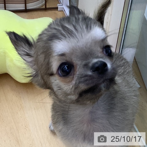 チワワの写真