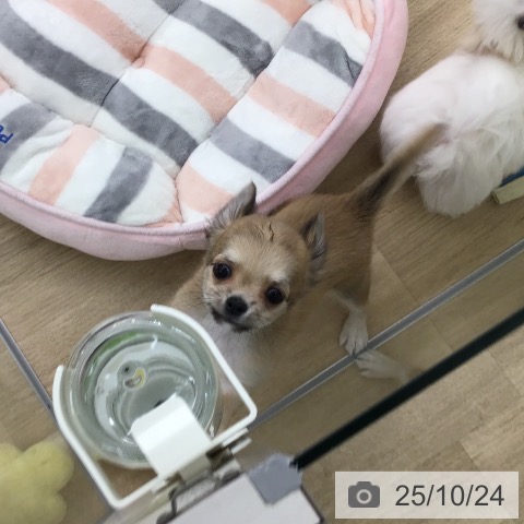 チワワの写真