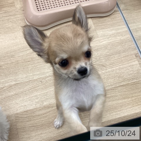 チワワの写真