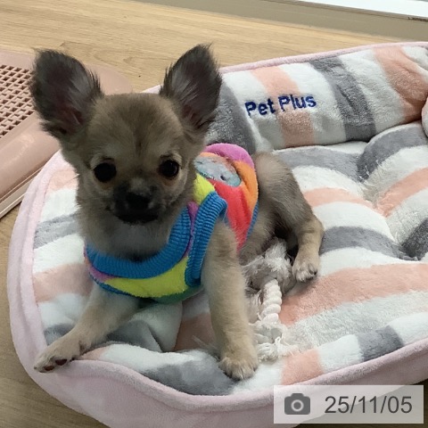 チワワの写真