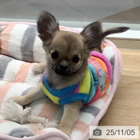 宮崎県のチワワ(ロング) (ペットプラス 宮崎店/2025年8月15日生まれ/女の子/フォーン)の子犬の4枚目の画像