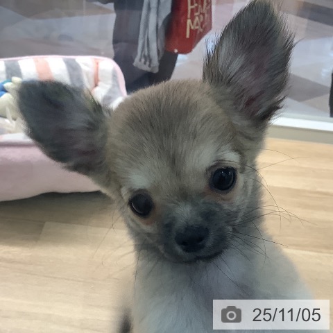 宮崎県のチワワ(ロング) (ペットプラス 宮崎店/2025年8月15日生まれ/女の子/フォーン)の子犬の3枚目の画像