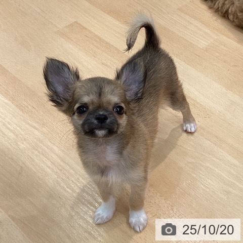 チワワの写真