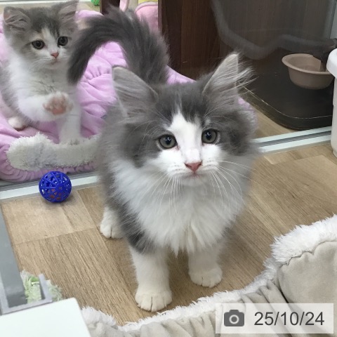 ノルウェージャンフォレストキャットの写真