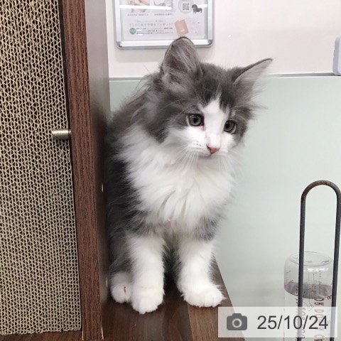 ノルウェージャンフォレストキャットの写真
