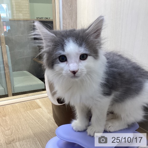 ノルウェージャンフォレストキャットの写真