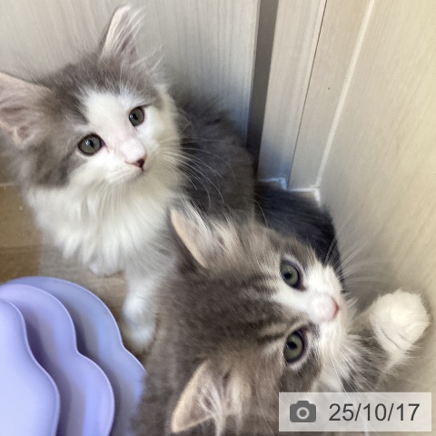 ノルウェージャンフォレストキャットの写真