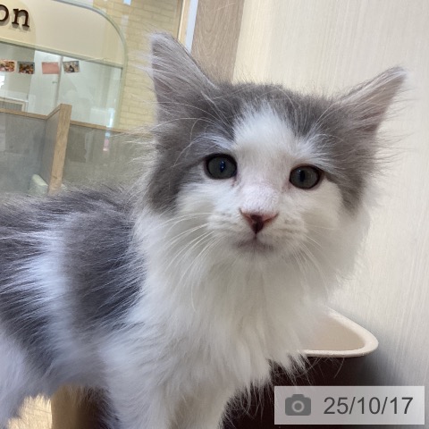 ノルウェージャンフォレストキャットの写真