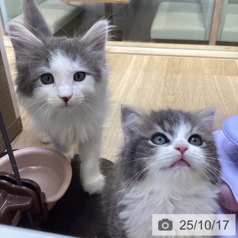 ノルウェージャンフォレストキャットの写真
