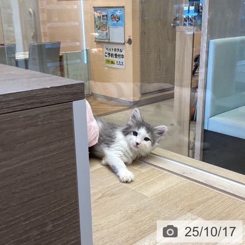 ノルウェージャンフォレストキャットの写真