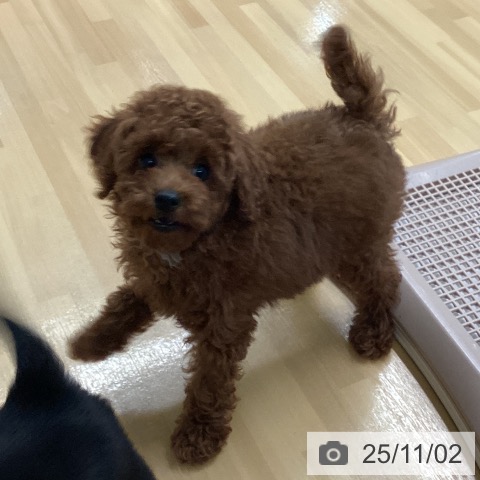 トイ・プードルの写真