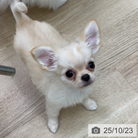 チワワの写真