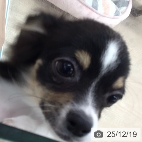 福井県のチワワ(ロング) (ペットプラス 福井店/2025年8月12日生まれ/男の子/ブラックタンホワイト)の子犬の3枚目の画像