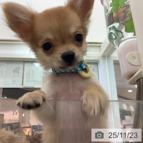 宮崎県のチワワ(ロング) (ペットプラス 宮崎店/2025年8月12日生まれ/男の子/フォーン)の子犬の4枚目の画像