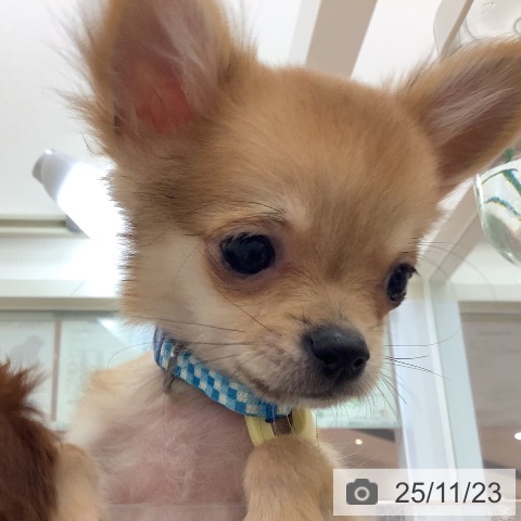 宮崎県のチワワ(ロング) (ペットプラス 宮崎店/2025年8月12日生まれ/男の子/フォーン)の子犬の3枚目の画像