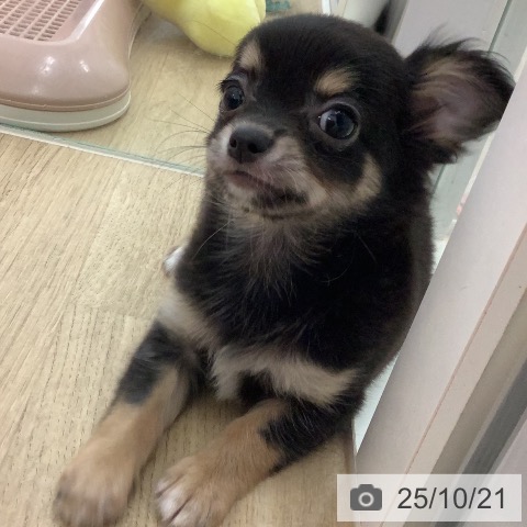 チワワの写真