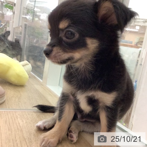 チワワの写真