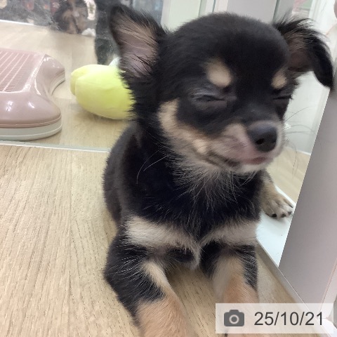 チワワの写真