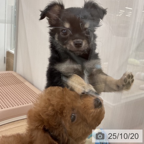 チワワの写真