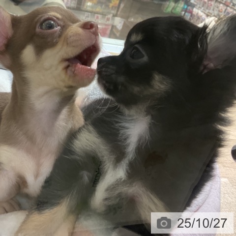 チワワの写真