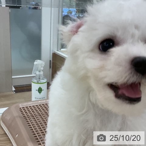 ビション・フリーゼの写真