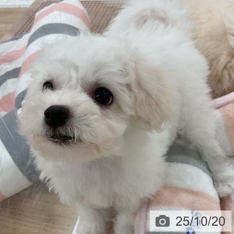 ビション・フリーゼの写真