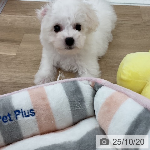 ビション・フリーゼの写真