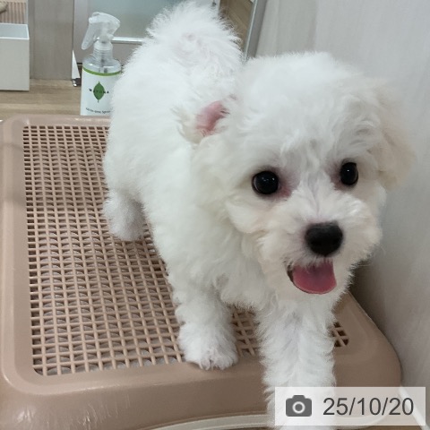 ビション・フリーゼの写真