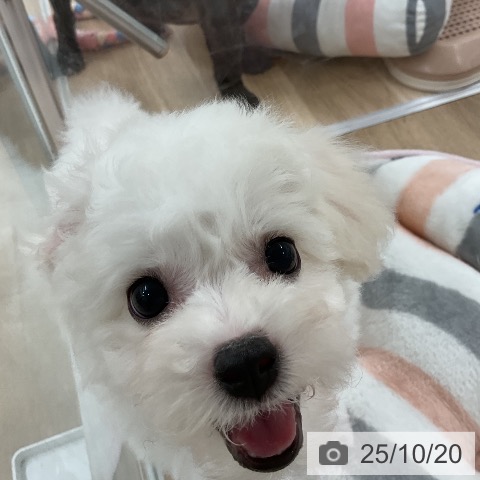 ビション・フリーゼの写真