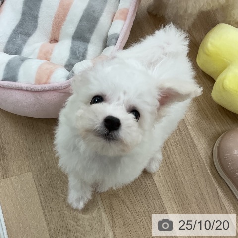 ビション・フリーゼの写真