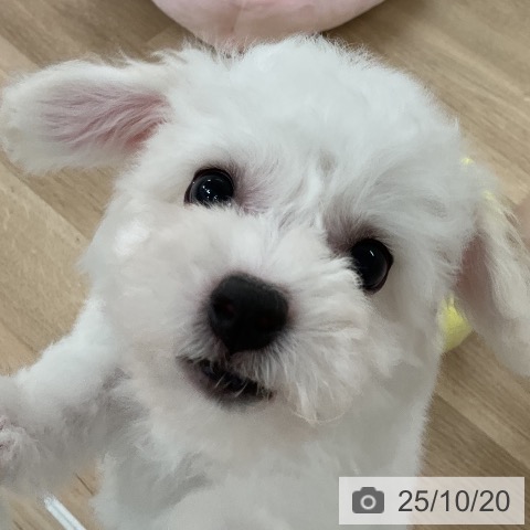 ビション・フリーゼの写真