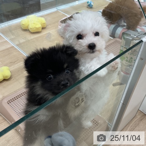 ビション・フリーゼの写真