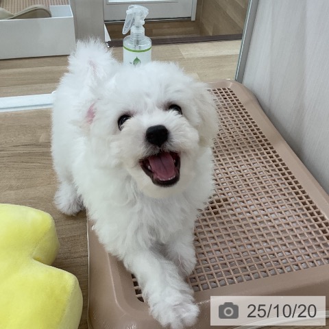 ビション・フリーゼの写真