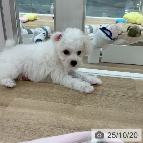 ビション・フリーゼの写真