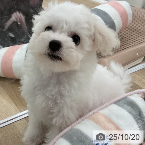 ビション・フリーゼの写真