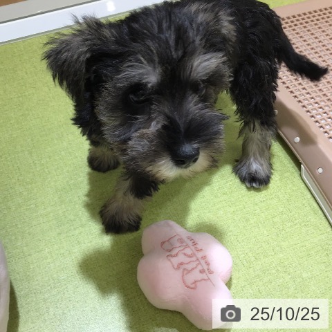 ミニチュア・シュナウザーの写真