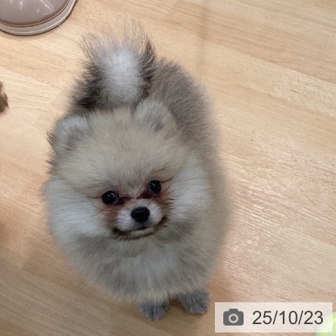 ポメラニアンの写真