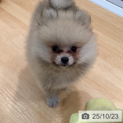 ポメラニアンの写真
