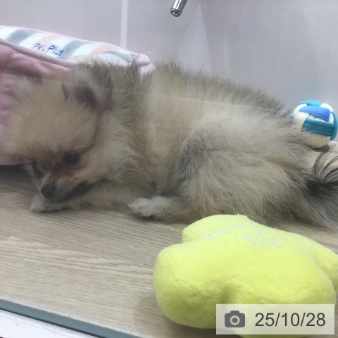 ポメラニアンの写真